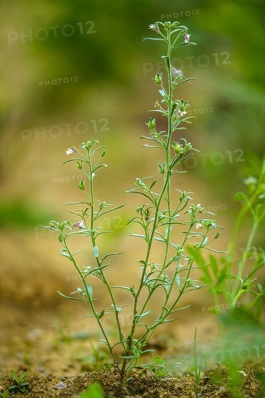 Brownwort, Chaenorhinum minus, common gapmouth, small orant, small flaxherb, linherb, orant, scrophulariaceae, dwarf snapdragon, flora, high size, portrait format, plants, small toadflax