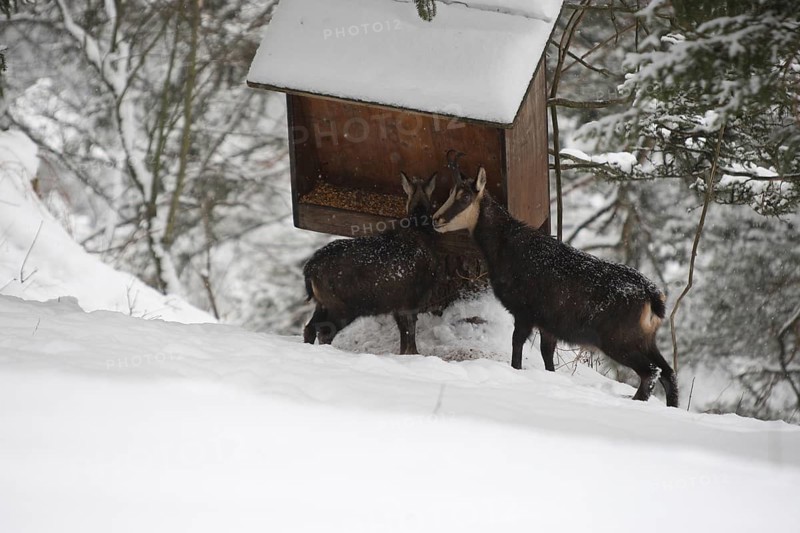 Chamois (Rupicapra rupicapra) or chamois, goat with fawn feeding in the mountains, Kalkalpen National Park, Upper Austrian Prealps, Austria, Upper Austrian Prealps, Austria