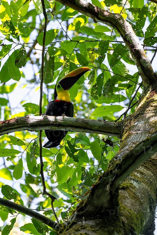 Golden-throated Toucan (Ramaphastos ambiguus) sitting on a branch, Corcovado National Park, Osa Peninsula, Puntarena Province, Costa Rica