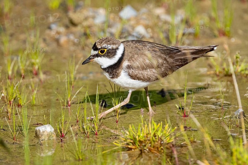 Little Ringed Plover (Charadrius dubius) Germany