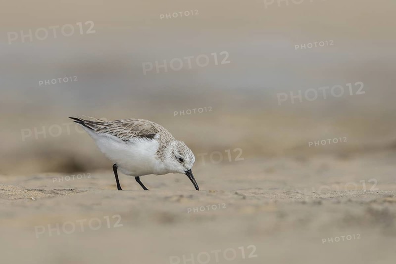 Sanderling (Calidris alba) foraging, Fuerteventura, Spain