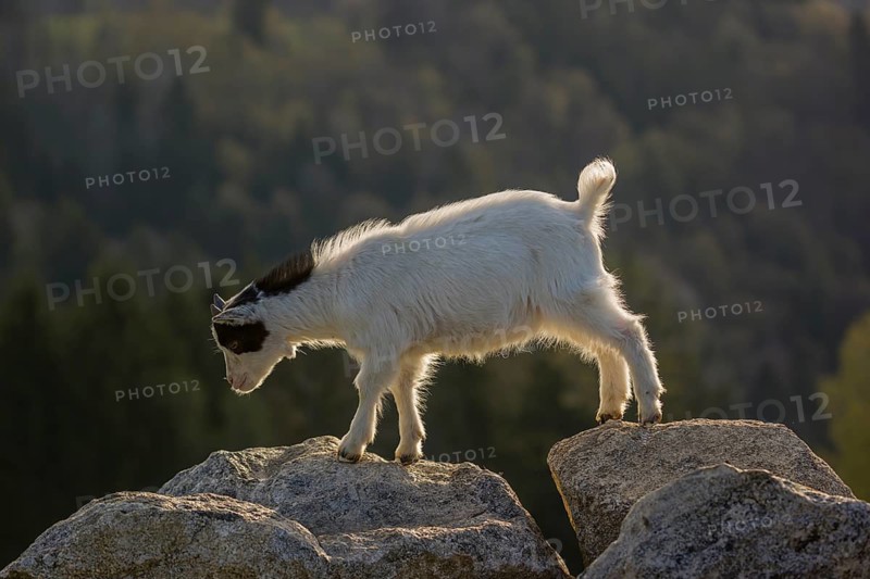 A young Pygmy goat, Capra hircus, stands on a rock. A forest is in the distant background
