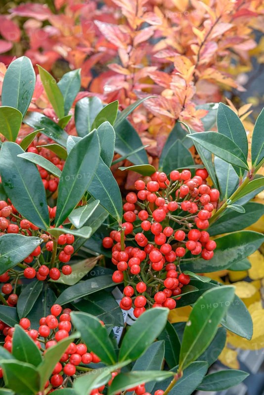 Skimmia (Skimmia japonica 'Pabella'), BS Sämann, Federal Republic of Germany