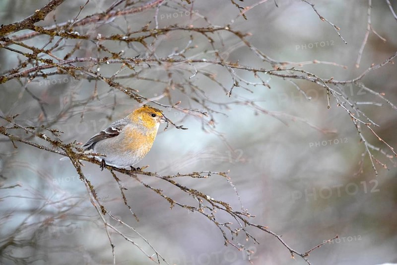 Pine Grosbeak (Pinicola enucleator) female perched on a branch, Finland