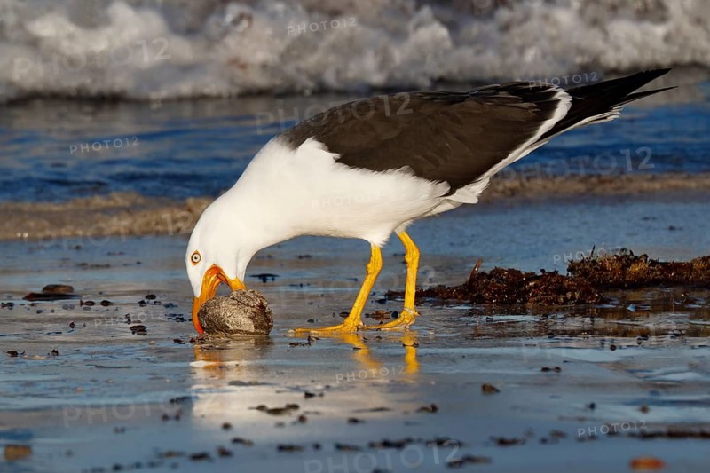 Pacific Gull (Larus pacificus georgii) feeding on whelk, South Australia, Australia