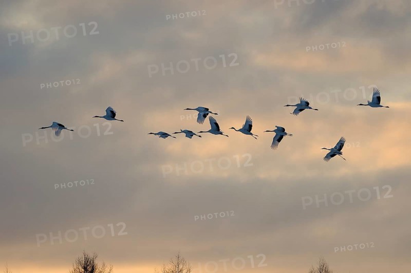 Red-crowned Crane (Grus japonensis) flying, Hokkaido, Japan