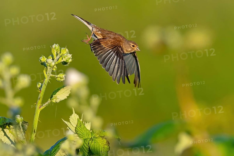 Linnet, Common Linnet, Eurasian Linnet, (Carduelis cannabin), (Acanthis cannabina), Linotte mÈlodieuse, Pardillo Com?n