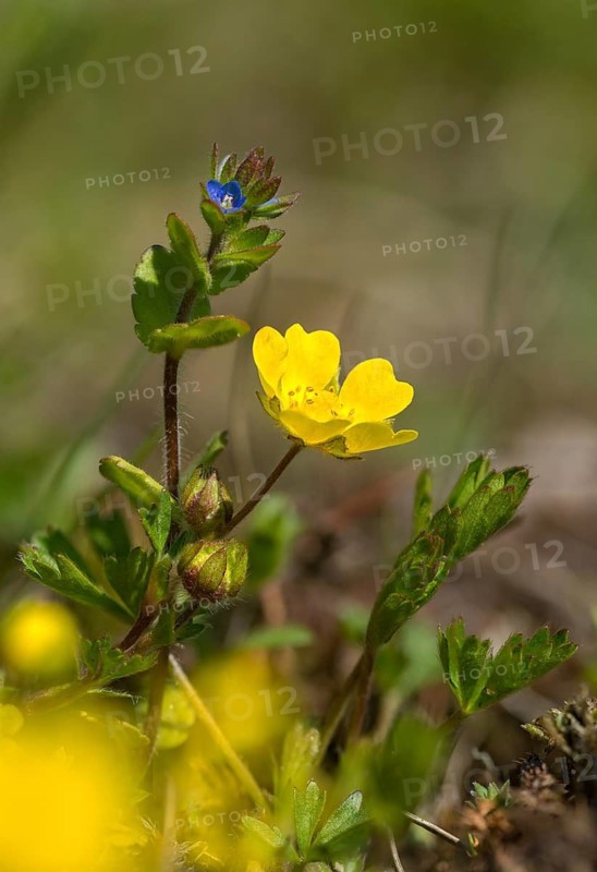 Field Prize, Plantaginaceae, Veronica Arvensis, Plantain, Common Speedwell, Corn Speedwell, Field Speedwell, Flora, High Size, Portrait Format, Plants, Rock Speedwel, Wall Speedwell