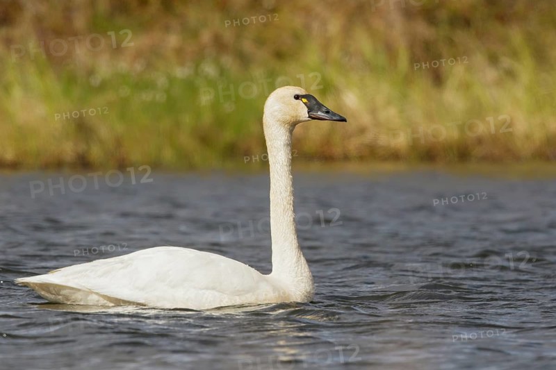 Tundra Swan (Cygnus columbianus) in a pond near Nome, Alaska
