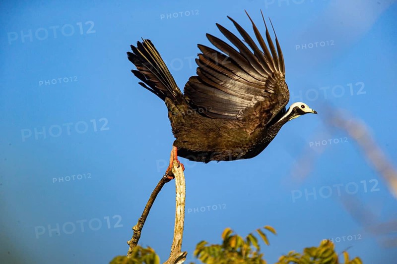 Blue-throated guan (Pipile cumanensis) Pantanal Brazil