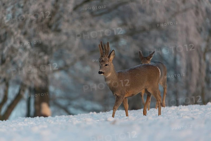 One male Roe Deer, (Capreolus capreolus), walking over a snowy meadow. Snow covered trees in the background