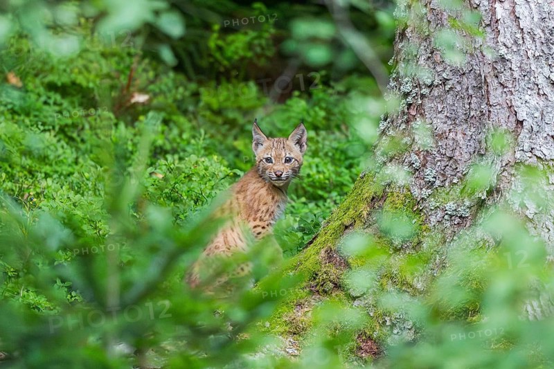 Eurasian lynx (Lynx lynx) youngster n the middle of bushes in summer, Bavaria, Germany