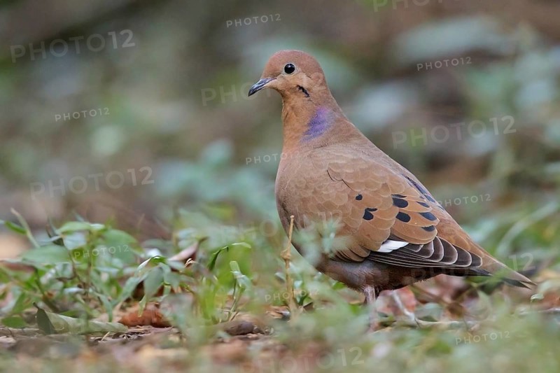 Zenaida Dove (Zenaida aurita) perched on the ground in Cuba