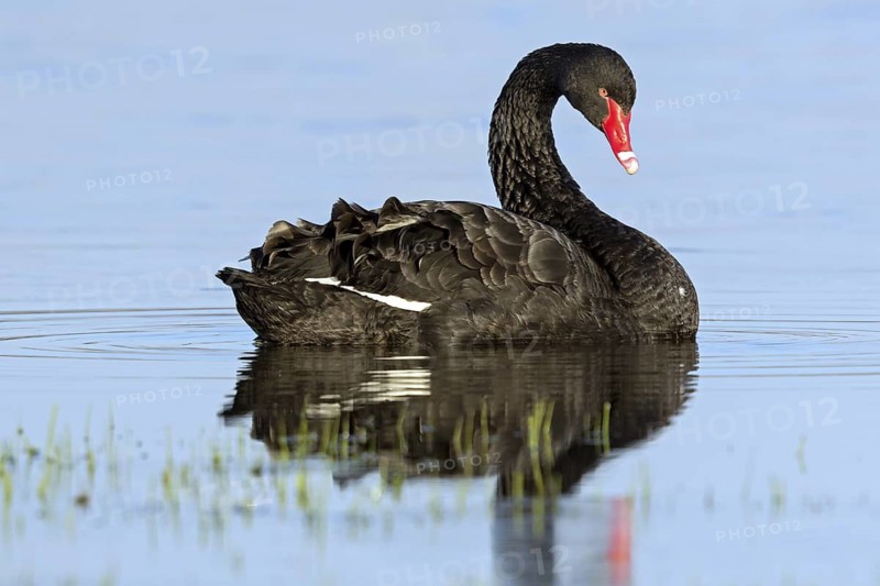 Black swan (Cygnus atratus), swims, waters, biotope, habitat, foraging, swan family, Der Spieß nature reserve, Rheindürkheim, Rhineland-Palatinate, Germany