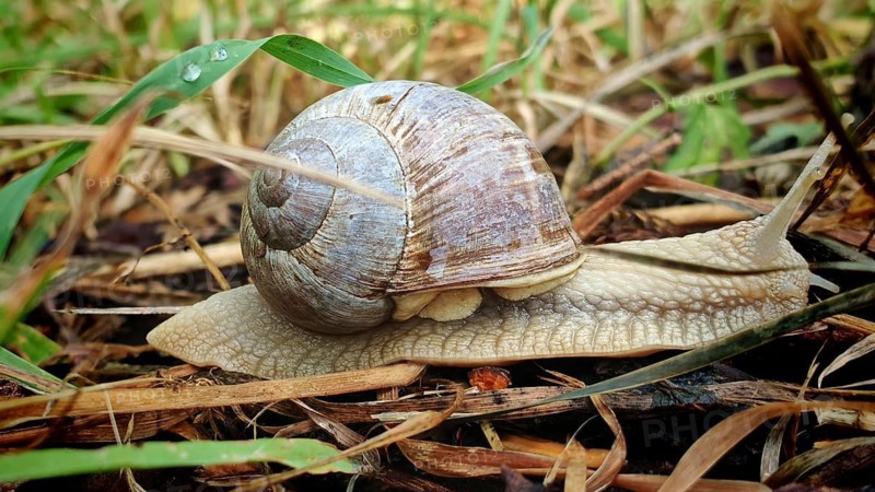 Close-up of a Roman snail (Helix pomatia) on damp ground, surrounded by grass and soil, Frankenwald nature park Park, Upper Franconia