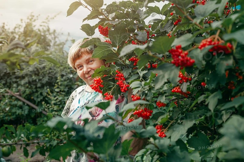 An elderly woman enjoys a peaceful moment in her lush home garden, surrounded by vibrant red berries in the Republic of Khakassia, South Siberia, Russia