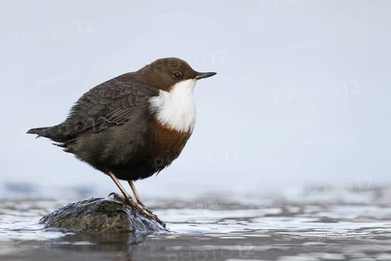 White-throated Dipper (Cinclus cinclus aquaticus) foraging, Bavaria, Germany