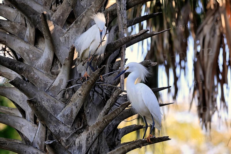Great Egret (Egretta thula), adult, pair, in breeding plumage, during breeding season, nest building, St. Augustine, Florida, North America, USA