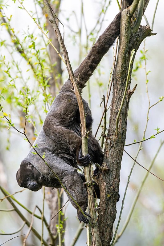Common woolly monkey (Lagothrix lagothricha) climbing in a tree, captive