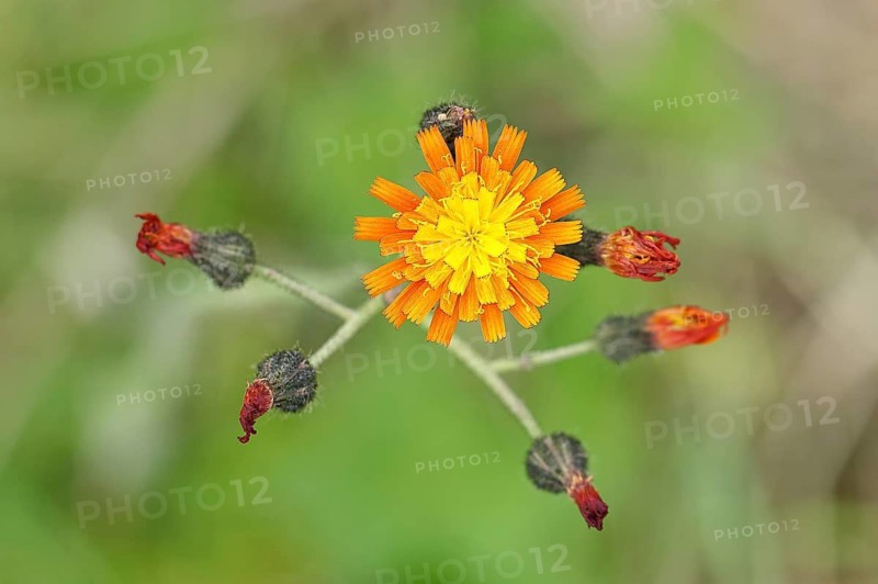 Orange hawkweed, orange-red hawkweed (Hieracium aurantiacum), flower on a rough meadow, Wilnsdorf, North Rhine-Westphalia, Germany