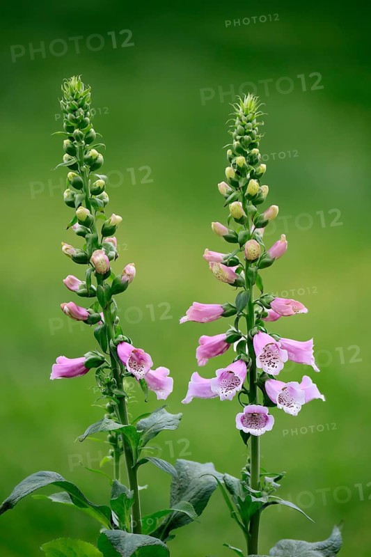 Common foxglove (Digitalis purpurea), flowering, Elllerstadt, Germany