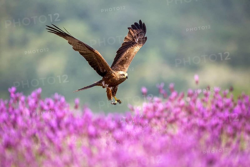 Black Kite (Milvus migrans) flying, Madrid, Spain