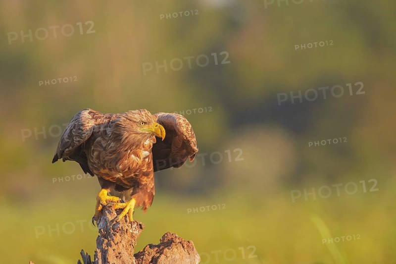White-tailed Eagle (Haliaeetus albicilla), Danube Delta, Romania