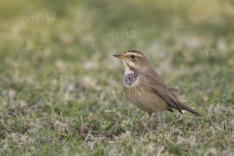 Bluethroat (Luscinia svecica cyanecula) female, El Quseir, Egypt