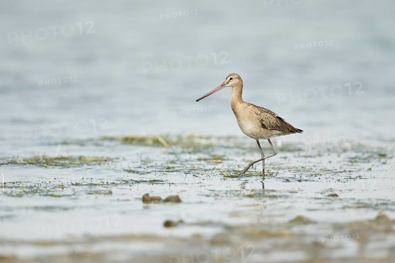 Black-tailed Godwit (Limosa limosa melanuroides) juvenile foraging at shoreline, Dornod-Aimag, Mongolia