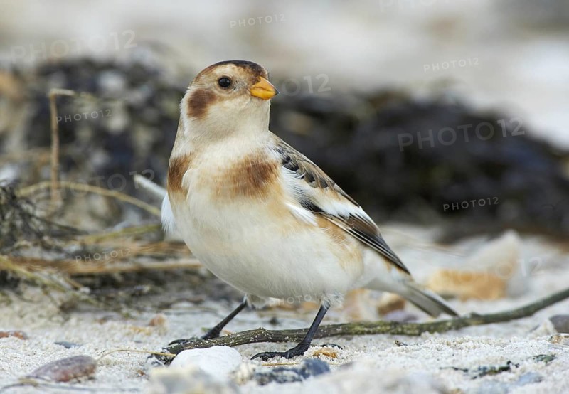 Snow Bunting (Plectrophenax nivalis), Schleswig-Holstein, Germany
