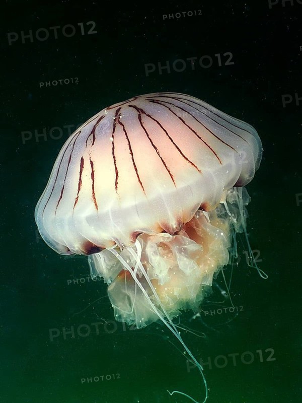 Compass jellyfish (Chrysaora hysoscella) in dark water. Dive site Rinvyle, Co. Galway, Irish Sea, North Atlantic, Ireland