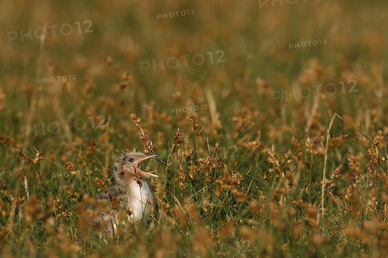 Common Tern (Sterna hirundo) juvenile, Lower Saxony, Germany