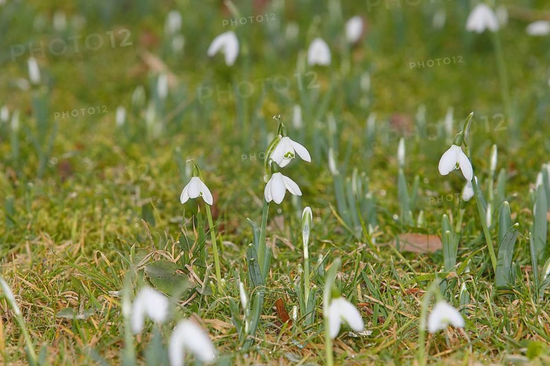 Snowdrop (Galanthus nivalis), North Rhine-Westphalia, Germany