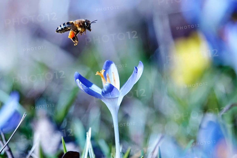 Beautiful crocus blossom and bee, early March, Germany