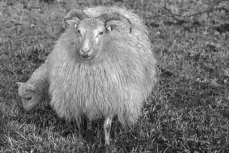 Sheep, horned Moorschnucke (Ovis aries) with her lamb on the pasture, black and white, Mecklenburg-Vorpommern, Germany