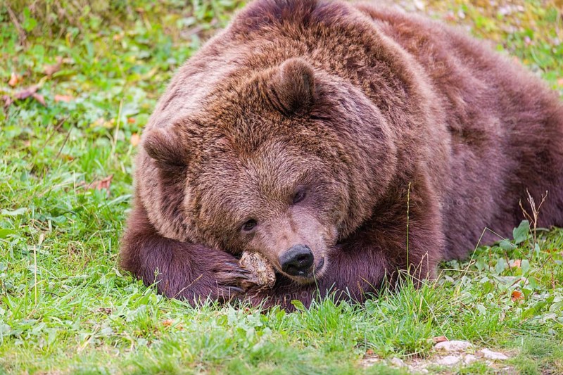 An adult female brown bear (Ursus arctos arctos) lies on a meadow and chews a bone