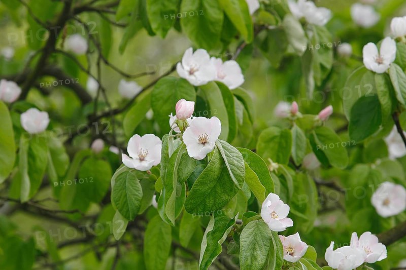 Flowering quince tree (Cydonia oblonga), apple quince? North Rhine-Westphalia, Germany