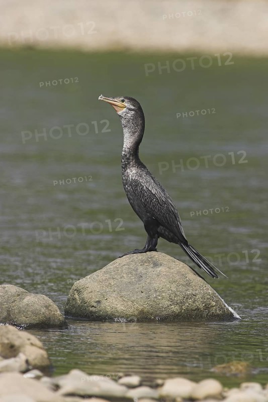 Neotropic Cormorant (Phalacrocorax brasilianus)