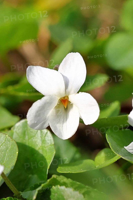 White violet (Viola alba), violet, white flowers on the forest floor, forest edge, spring, Wilnsdorf, North Rhine-Westphalia, Germany
