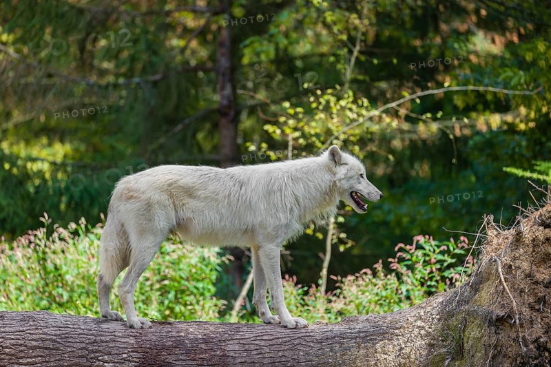 An Arctic wolf (Canis lupus arctos) stands on a fallen tree trunk