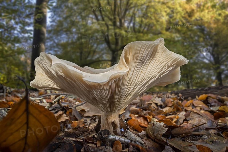 Fleecy milk-cap (Lactarius vellereus) on the forest floor in beech woodland in autumn