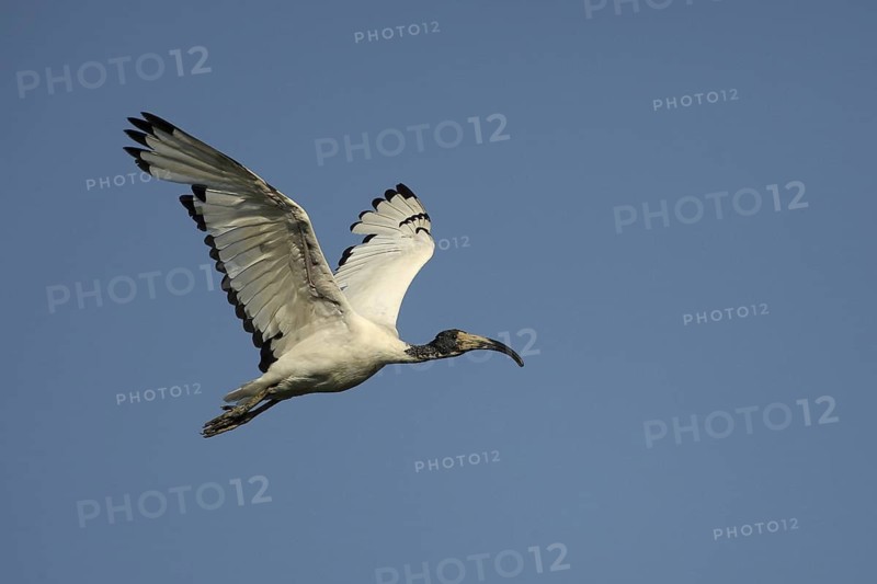 African Sacred Ibis (Threskiornis aethiopicus) flying, Lombardy, Italy