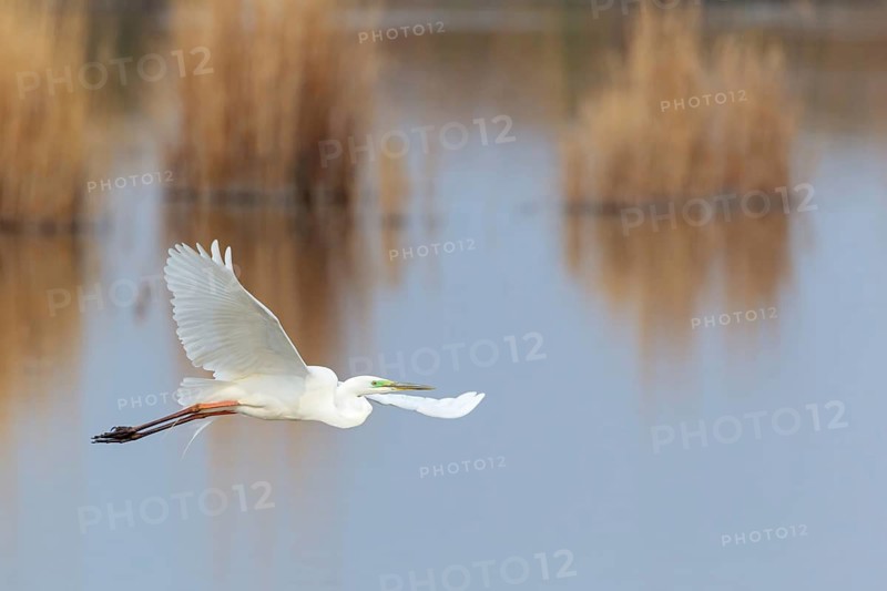 Great Egret (Ardea alba) flying, Lake Neusiedl, Austria