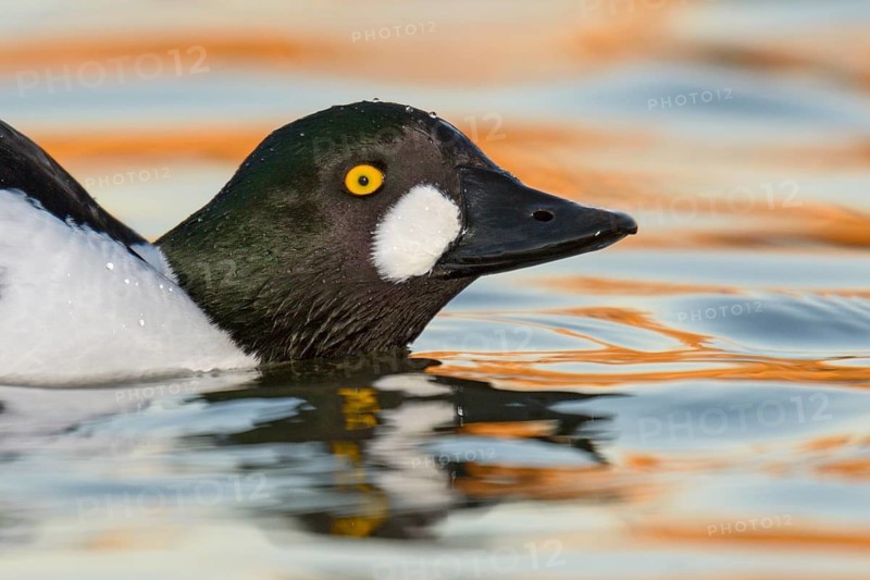 Common Goldeneye (Bucephala clangula) male, Arizona, USA