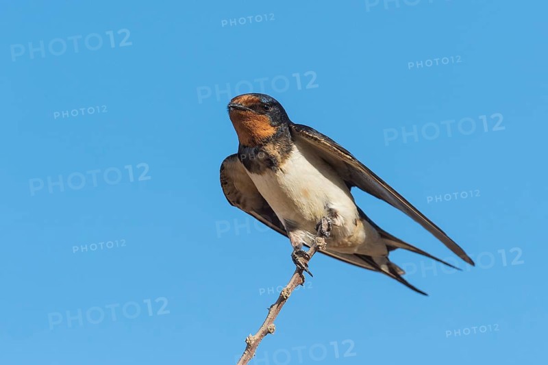 Barn Swallow (Hirundo rustica), Eilat, Israel