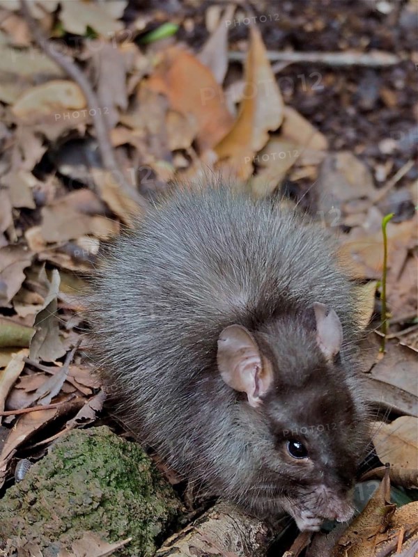 Norway rat (Rattus norvegicus)