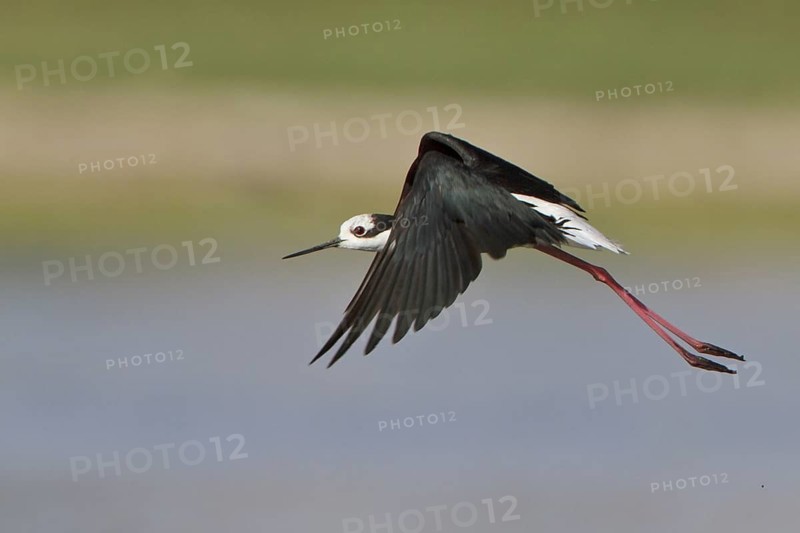 White-backed Stilt (Himantopus melanurus) in flight in Bolivia, South America