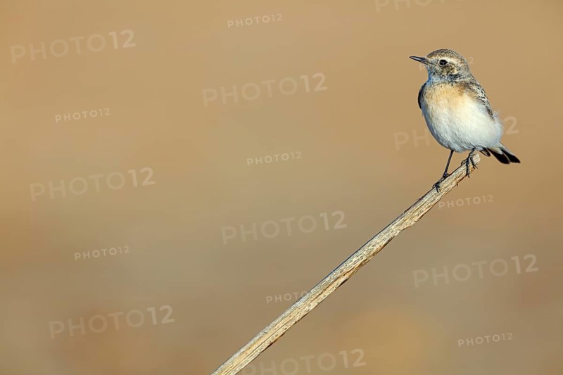 Pied Wheatear, Oenanthe pleschanka, Traquet pie, Collalba Pía Salalah, Muntasar oasis, Dhofar, Oman