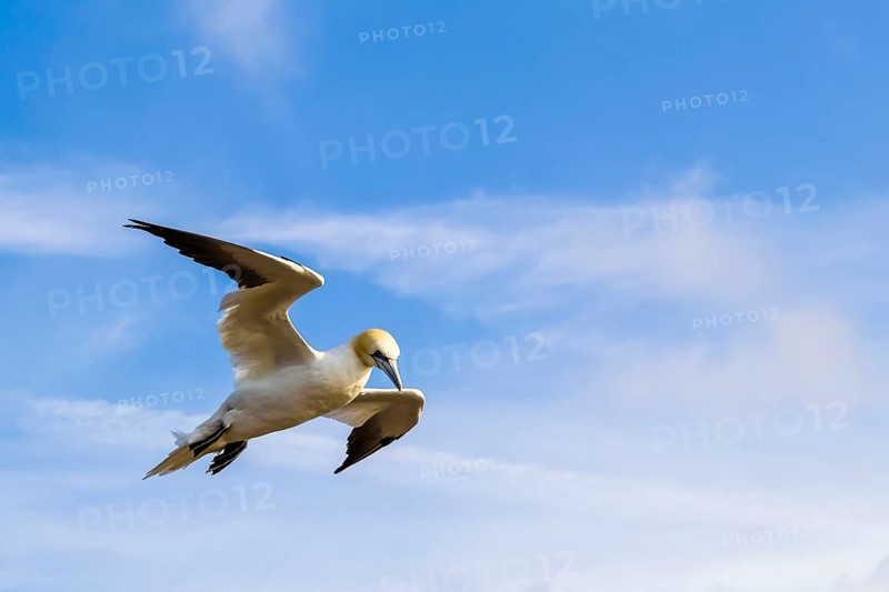 Northern Gannet (Morus bassanu), aerial photograph, blue sky, Heligoland, Schleswig-Holstein, Heligoland, Schleswig-Holstein, Federal Republic of Germany