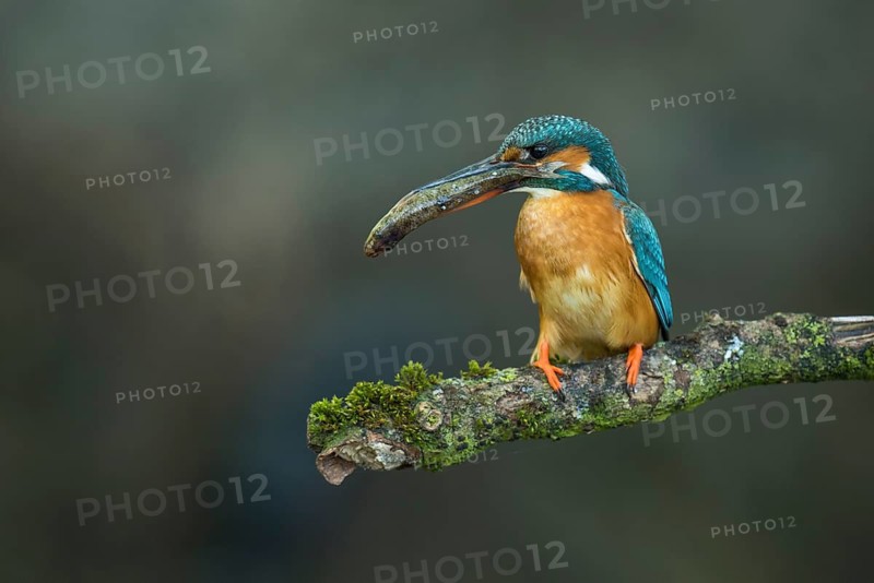 Common Kingfisher (Alcedo atthis) female perched on a branch with a fish in its beak, Lower Saxony, Germany